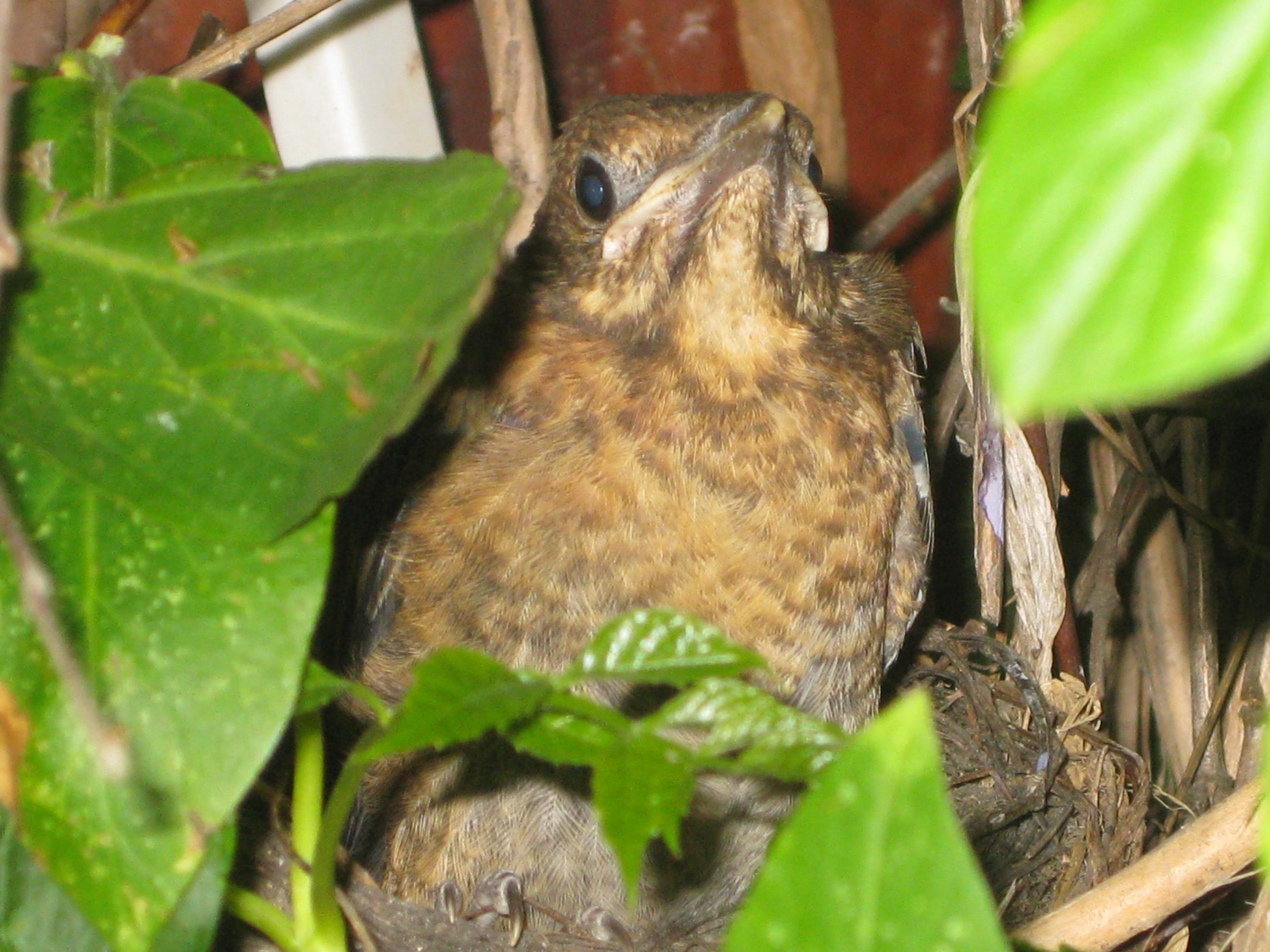 oiseau printemps