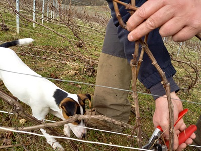 photo PETITE MAISON DE CHAMPAGNE CUMIERES eluc dans les vignes avec Roquette