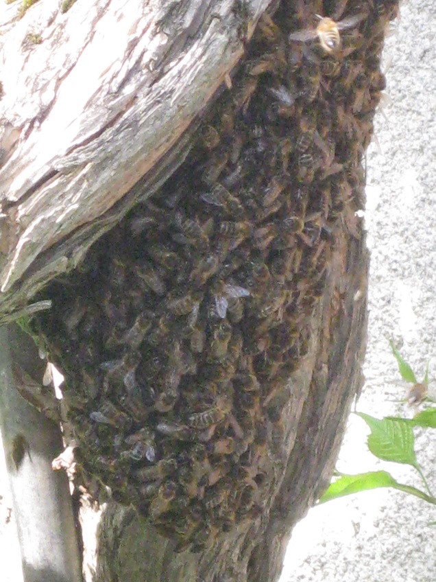 photo_Pâques_2011_Abeilles.jpg