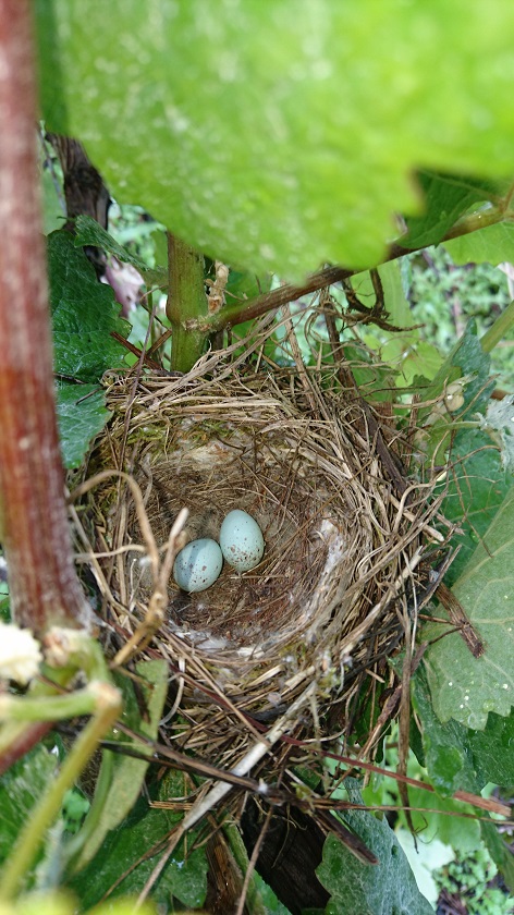 photo biodiversité nid et oeufs