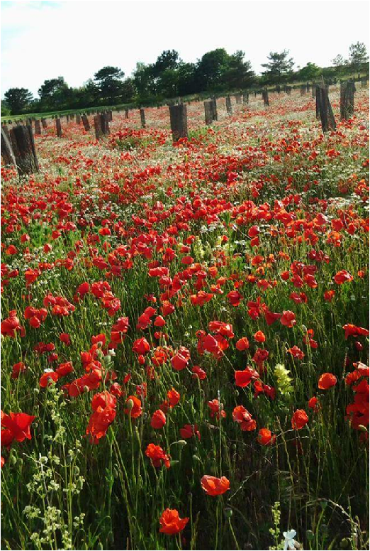 photo coquelicots patricia 2016