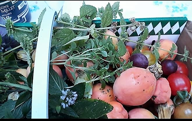 photo herbes et repas-www.champagne-gabriel-boutet.fr