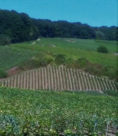 photo jeunes vignes 2