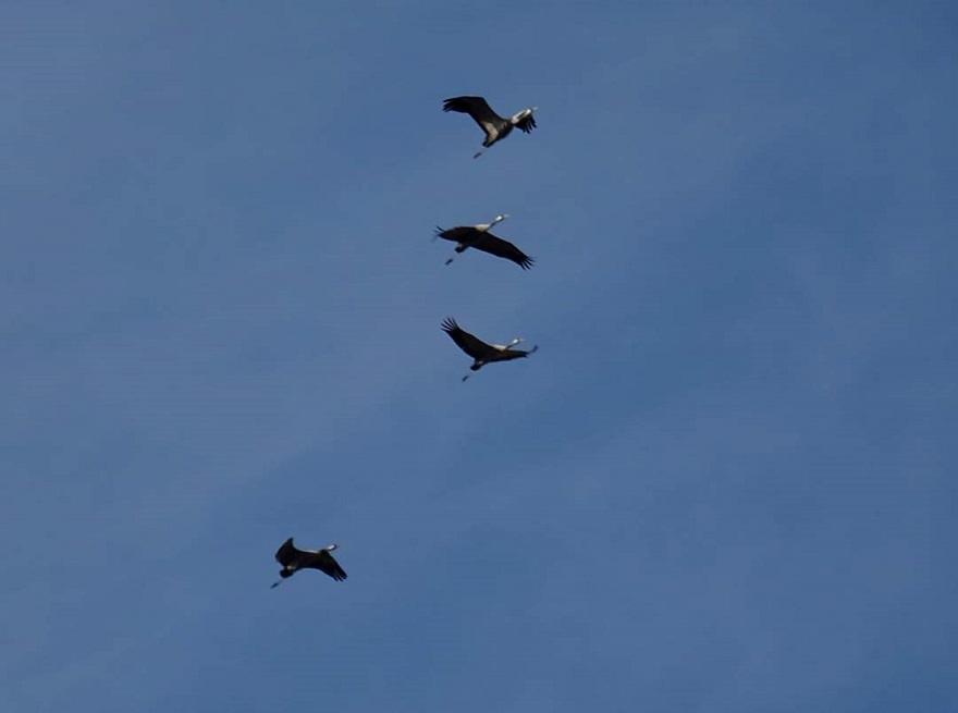 photo les grues à CUMIERES Merci à REGIS DEBAN