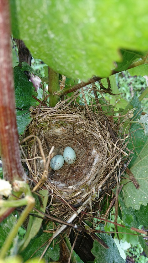 photo nid oiseaux et oeufs