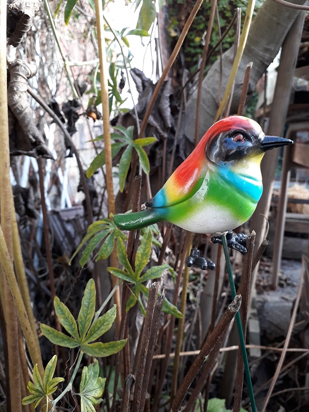 photo oiseau 