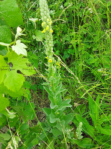 photo plante Verbascum thapsus