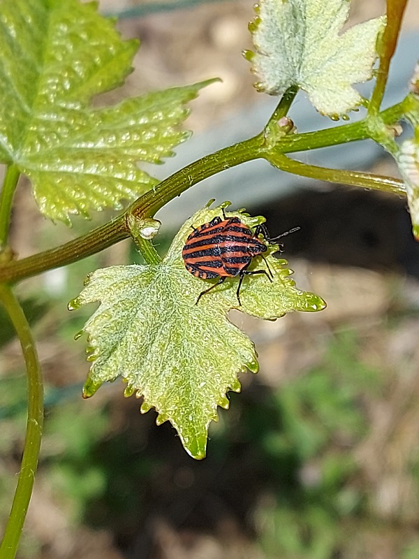 photo site punaise et vigne