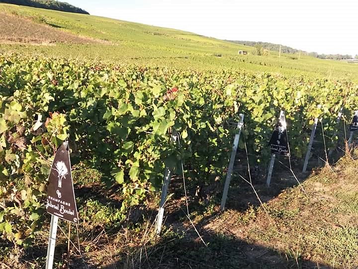 photo vigne cumieres