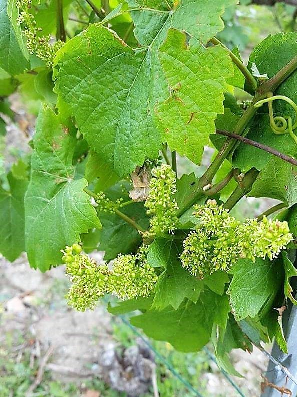 photo vigne en fleurs belle