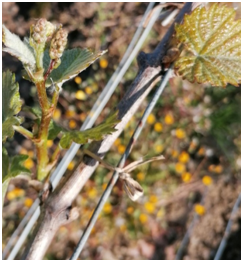 photo vigne petite grappe de raisin