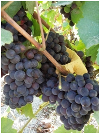 photo vigne raisin vendange