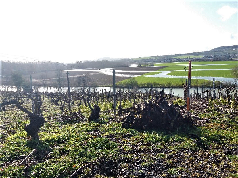 photo vigne sarments et inondation pat mars 2020