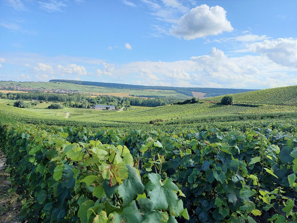 photo vignes coteau de CUMIERES