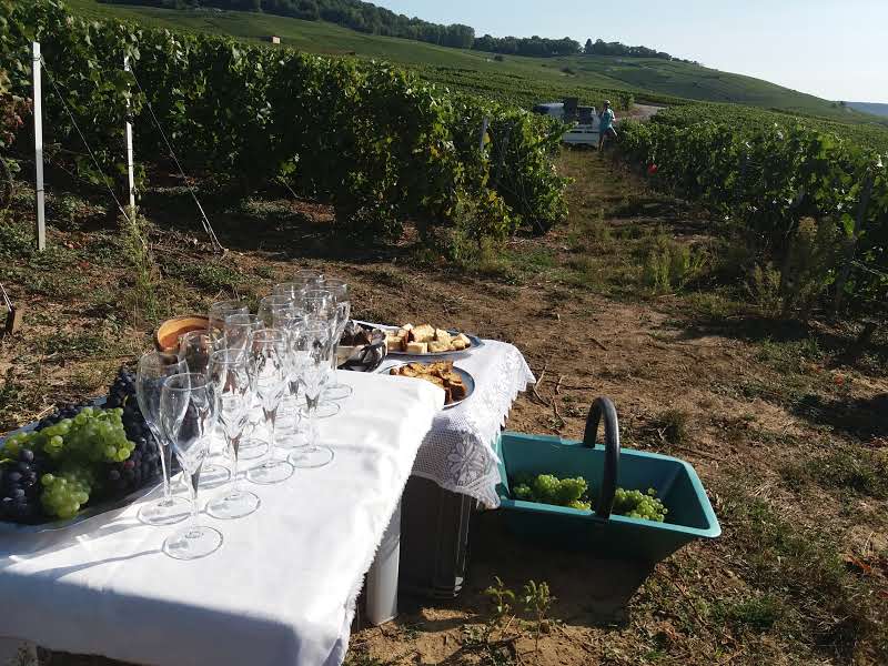 photo vignes vendanges