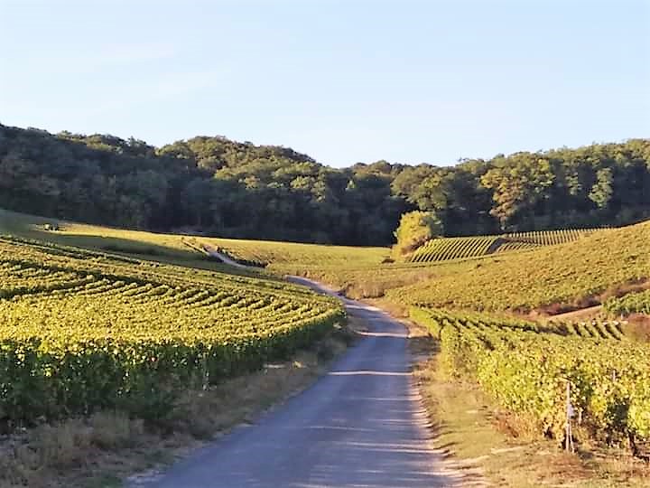 photos vignes cumieres les culées