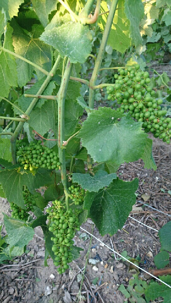 promesse de fruit et de fête