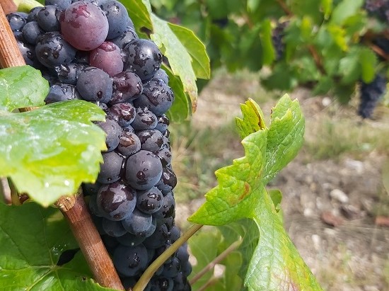 raisin de Champagne au petit matin à CUMIERES