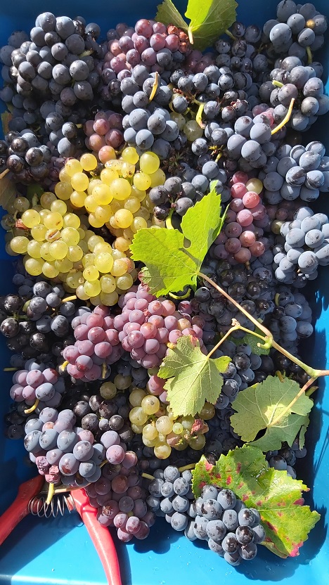 raisins de Champagne les Culées Pinot Meunier et Chardonnay