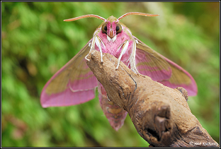 sphynx des vignes
