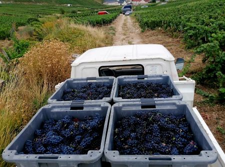 vendanges champagne 2022 BOUTET MILLET