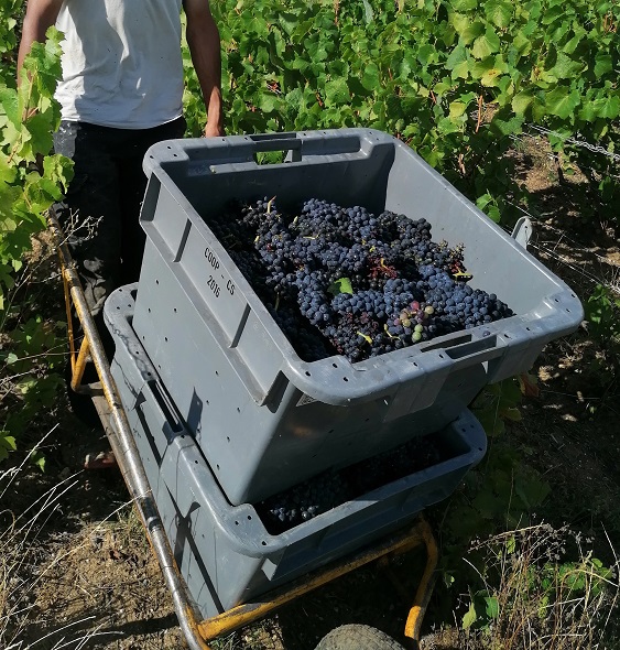 vendanges dans les routes de vignes Champagne Gabriel Boutet 2020