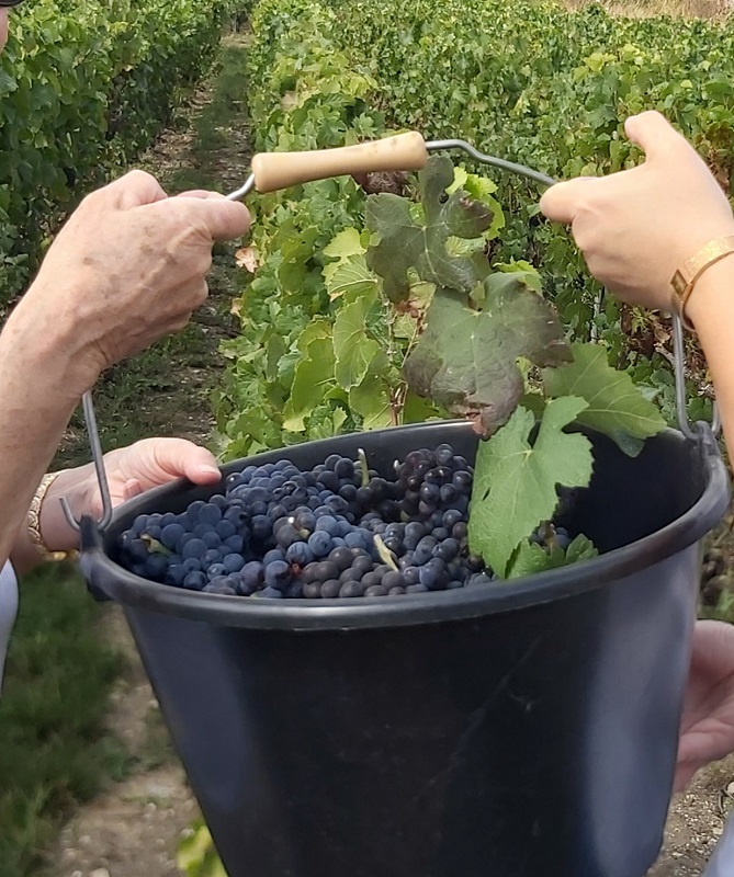 vendanges en Champagne Gabriel Boutet 2020