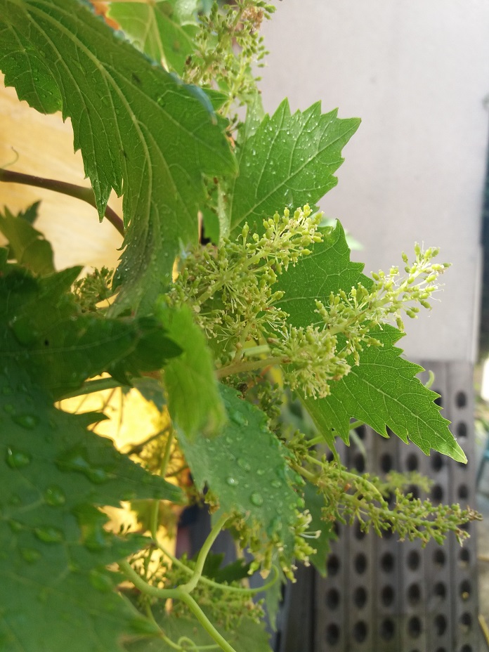 vigne en fleur