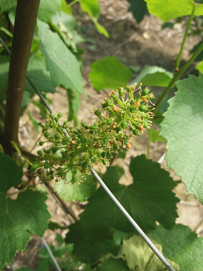 vigne en fleur capuchons