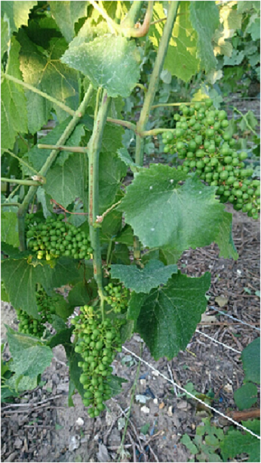 vigne fermeture de la grappe photo privée Patricia MILLET Cumirèes