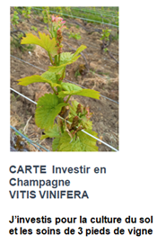 vitis vinifera 3 pieds de vignes